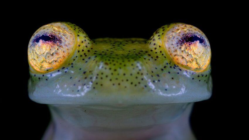 Neuentdeckte Froschart nach Naturschutz-DAO benannt