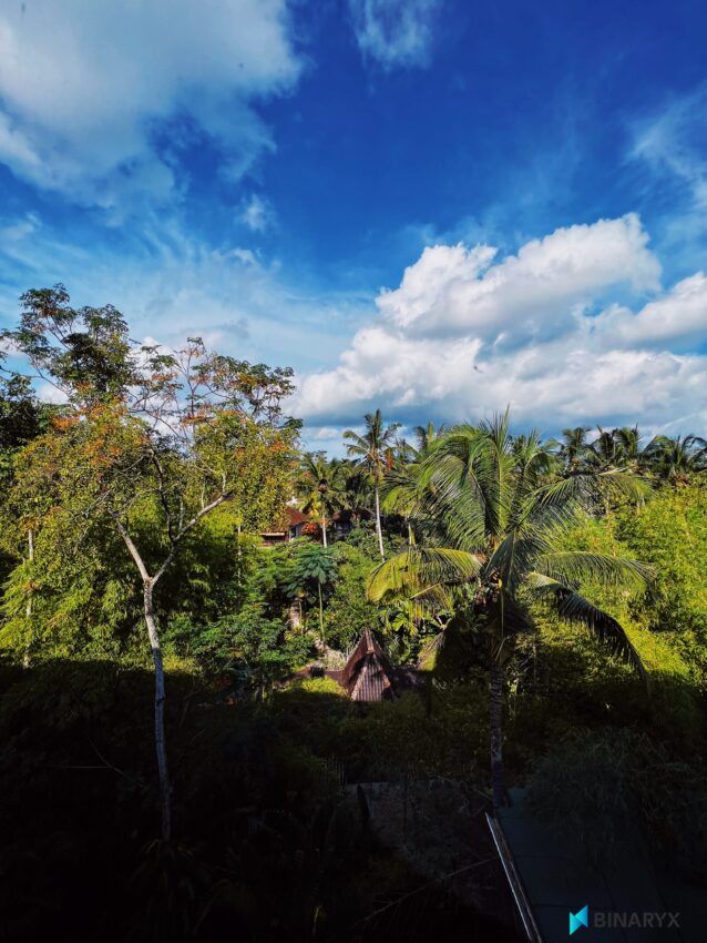 Wald in Bali